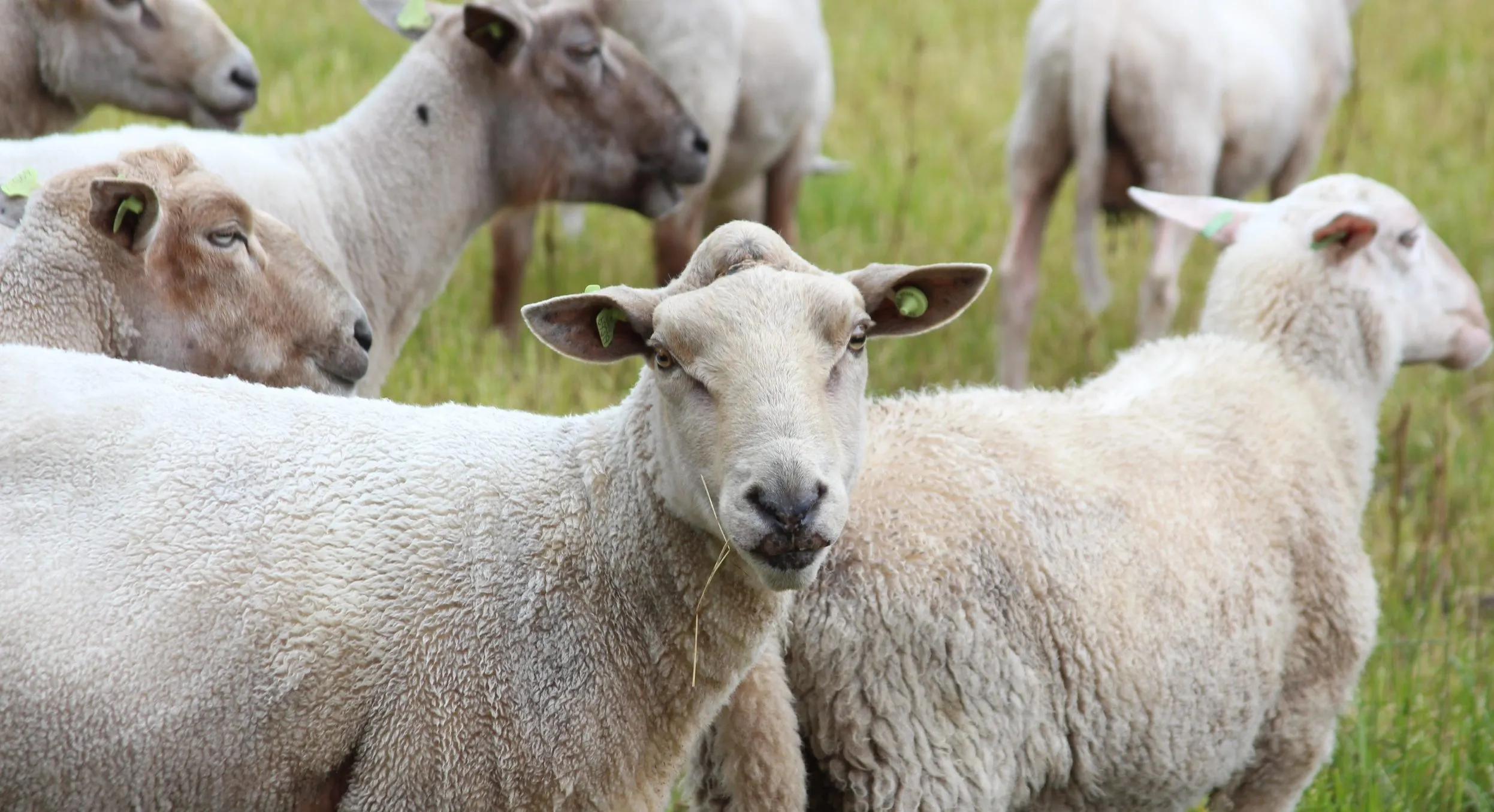 beeld schapen in de wei