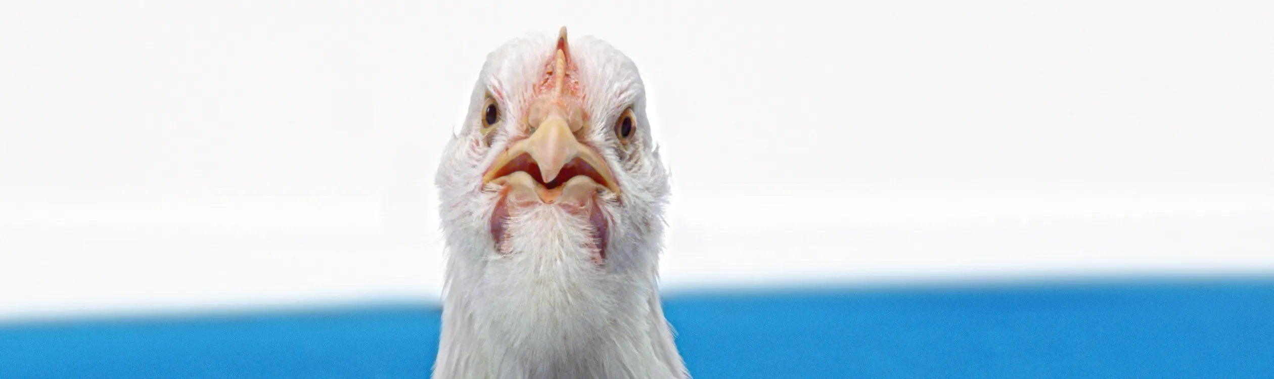 Beeld: close up van een boze kip
