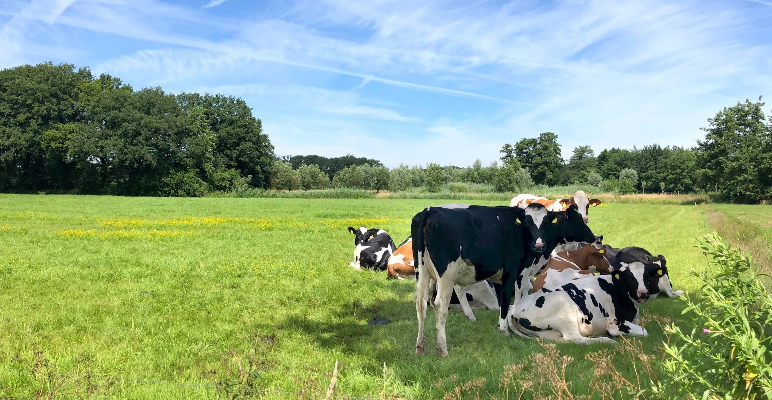 Beeld: koeien zoeken schaduw in de wei
