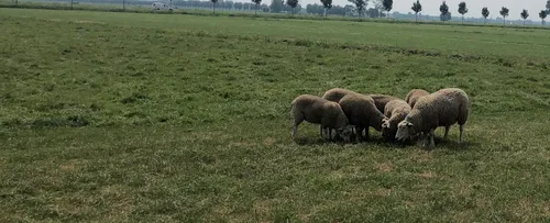 schapen hittestress