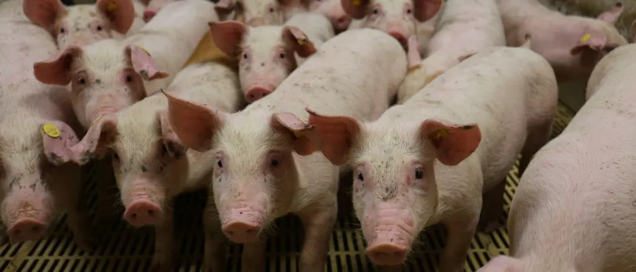 beeld varkens in vee-industrie